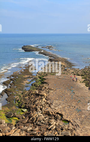 Walkers on Filey Brigg natural rock promontory, Filey, North Yorkshire, England, UK. Stock Photo