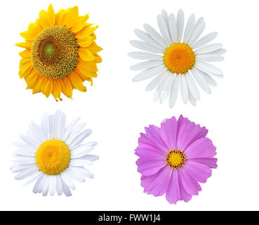 Sunflower, daisy and purple blossoms, isolated on white Stock Photo