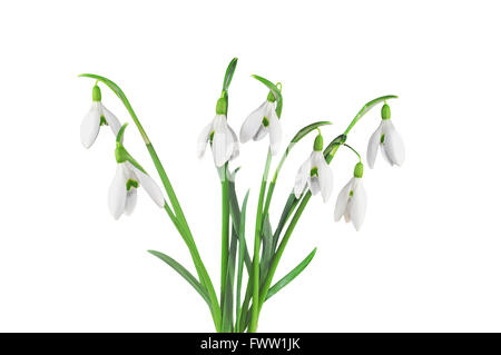 Bouquet of snowdrops, isolated on white Stock Photo