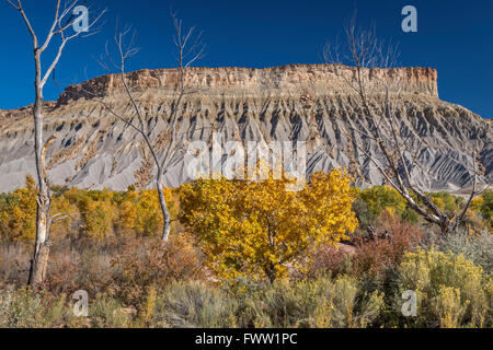 South Caineville Mesa in Upper Blue Hills, Fremonts cottonwood trees in autumn colors over Fremont River, Utah, USA Stock Photo