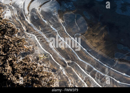 Puddles in deep tractor ruts frozen on a cold bright winter morning in January, West Berkshire Stock Photo