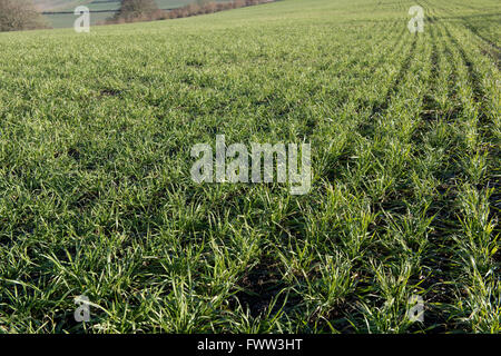 Rows of a winter wheat crop with good aerial growth in late winter, Berkshire, December Stock Photo