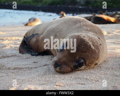 Baby Galápagos sea lion on Santa Cruz, Stock Photo