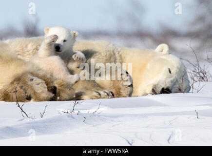 Mother polar bear sleeping with cubs Stock Photo