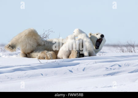 Mother polar bear sleeping with playful cubs