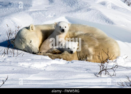 Mother polar bear sleeping with playful twin cubs