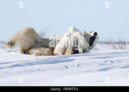 Mother polar bear sleeping with playful twin cubs