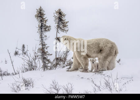 Polar bear mom and cubs in tundra in Wapusk National Park, Canada Stock Photo