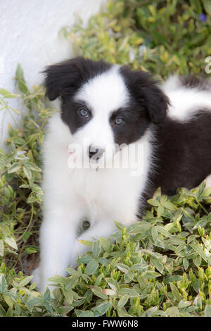 Border Collie Puppy looking cute Stock Photo