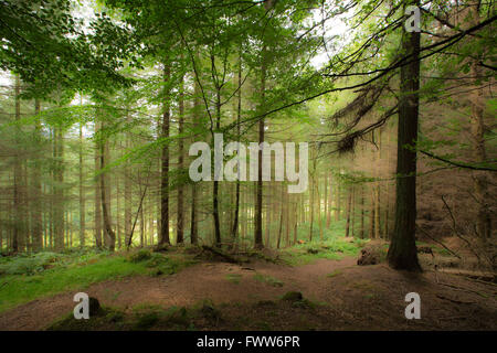 Scottish forest scene with sunlight coming through trees Stock Photo