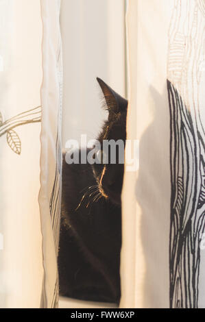 Black cat lying behind curtains in morning sunlight Stock Photo