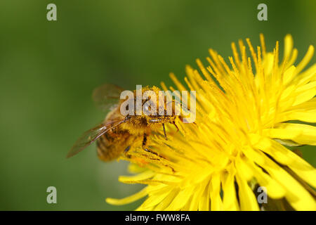 Honeybee going through a yellow dandelion flower covered in pollen Stock Photo