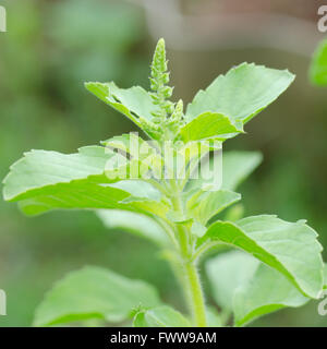 Holy basil Thulsi medicinal plant in kerala Stock Photo Alamy