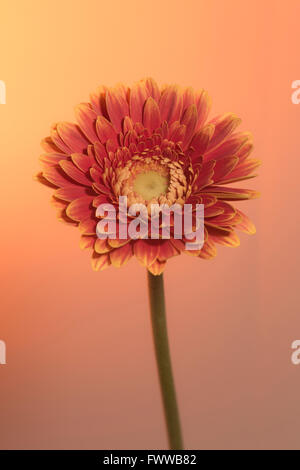 Orange Yellow Gerbera Set Against Orange Pink Background Stock Photo
