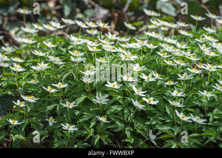 Wood Anemone nemorosa blooming in cluster Stock Photo