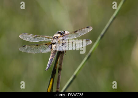 Resting on a stem emerging from a pond is a four-spotted chaser dragonfly, Libellula quadrimaculata Stock Photo