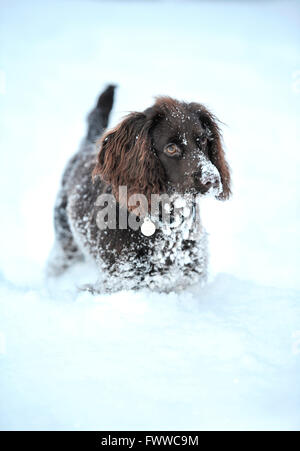 Working cocker spaniel in the snow Stock Photo