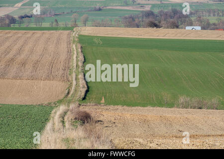 Plowed hilly green fields germinating grain Lower Silesia Poland Stock Photo