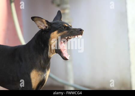 The Black Dog in Thailand -  (Selective focus) Stock Photo