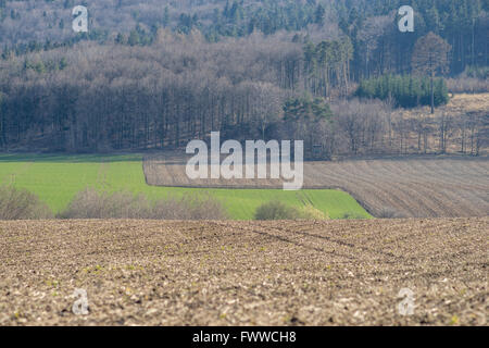 Plowed hilly green fields germinating grain Lower Silesia Poland Stock Photo