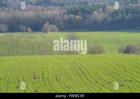 Plowed hilly green fields germinating grain Lower Silesia Poland Stock Photo