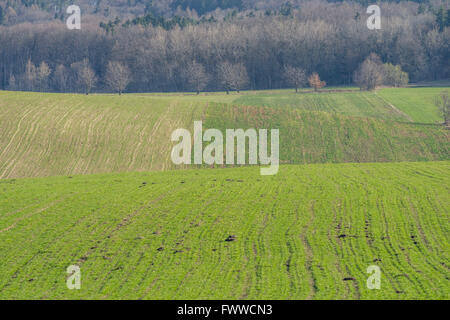 Plowed hilly green fields germinating grain Lower Silesia Poland Stock Photo