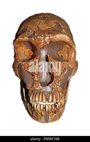 La Ferrassie Homo neanderthalensis skull Stock Photo