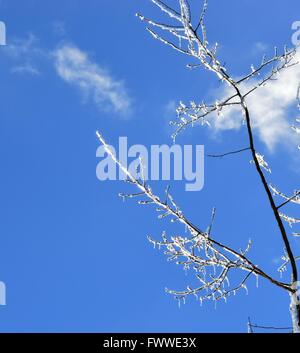 A beautiful picture of the ice reflecting the sun on the branches of a tree against a vibrant blue sky Stock Photo