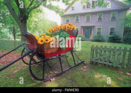 Sleigh full of Sunflowers, Cape Cod, Massachusetts, U.S.A. Stock Photo