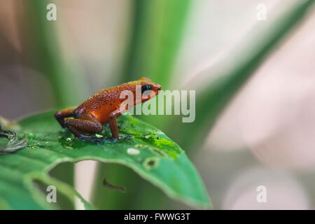 Strawberry poison-dart frog (Oophaga pumilio) perched on a leaf, Heredia Province, Costa Rica Stock Photo
