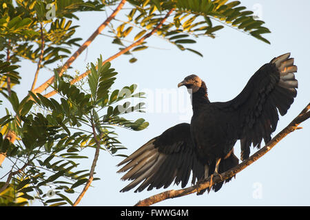 Black Vulture (Coragyps atratus) perched on a tree branch with outspread wings, Heredia Province, Costa Rica Stock Photo