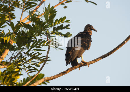 Black Vulture (Coragyps atratus) perched on a tree branch, Heredia Province, Costa Rica Stock Photo