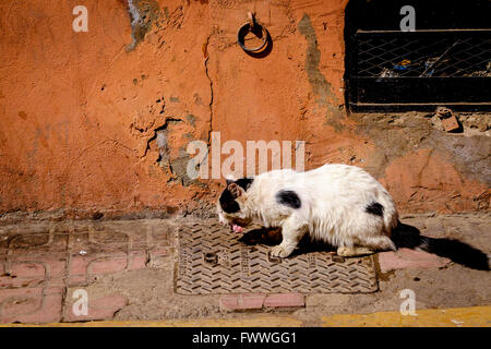 A semi wild cat enjoying a piece of meat in the Mellah district of Marrakech, Morocco, North Africa Stock Photo