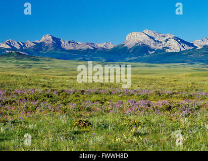 wildflowers on prairie below rocky mountain front near dupuyer, montana Stock Photo