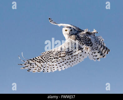 Snowy Owl flying in snow storm Stock Photo - Alamy