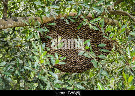 large honeycomb on the tree Stock Photo