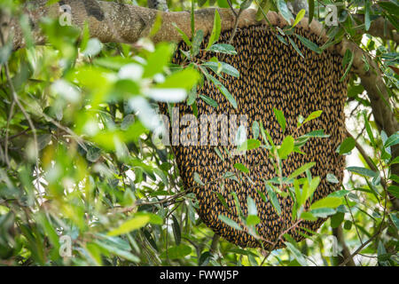 large honeycomb on the tree Stock Photo