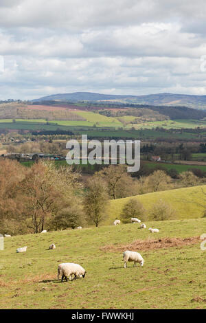 Shropshire countryside looking towards Brown Clee Hill, seen from Mortimer forest near Ludlow, Shropshire, England, UK Stock Photo