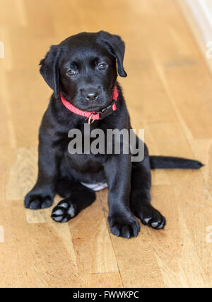 Black Labrador puppy sitting on wooden floor Stock Photo