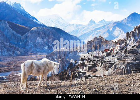 beautiful landscape from Nepal, Tibet, white horse and Himalayan mountains, Annapurna circuit Stock Photo