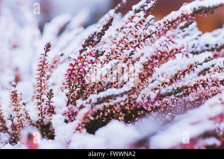 winter background with frozen flowers Stock Photo