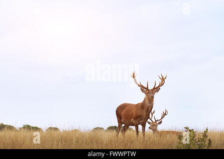 couple of deers in the field at sunset Stock Photo