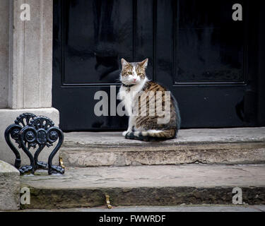Cabinet Ministers and Members of Parliament arriving and departing the weekly Cabinet Meeting in Downing Street.  Featuring: Larry, Chief Mouser to the Cabinet Where: London, United Kingdom When: 08 Mar 2016 Stock Photo