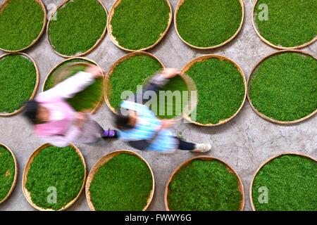 Xuan'en, China's Hubei Province. 7th Apr, 2016. Workers air the newly picked tea leaves in Zhongcunba Village of Xuan'en County, central China's Hubei Province, April 7, 2016. © Song Wen/Xinhua/Alamy Live News Stock Photo