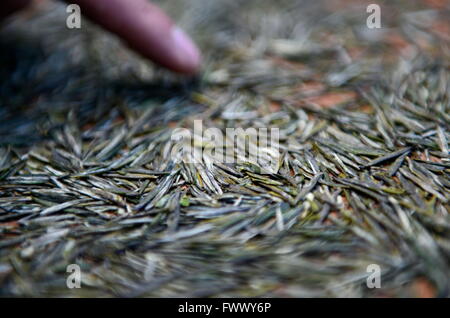 Xuan'en, China's Hubei Province. 7th Apr, 2016. A worker removes impurities from the dried tea leaves in Zhongcunba Village of Xuan'en County, central China's Hubei Province, April 7, 2016. © Song Wen/Xinhua/Alamy Live News Stock Photo