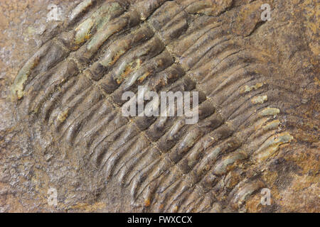 Detailed view of exploration of trilobite beetle fossil embedded in stone Stock Photo