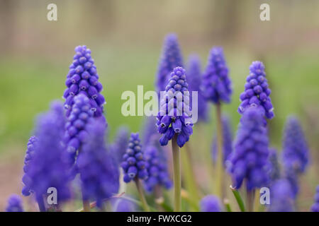 Muscari blue flower macro , spring flower meadow Stock Photo