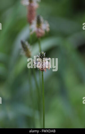 Blossoms of ribwort plantain (Plantago lanceolata) in a row. Stock Photo