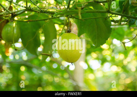 passion fruit growing on the vine Stock Photo
