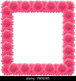 Zinnias flower frame isolated on white background Stock Photo